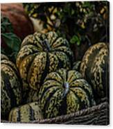 Fall Squash Harvest Canvas Print