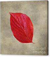 Fallen Red Leaf Canvas Print