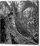 Fallen Tree. Highlands Hammock S.p. Canvas Print