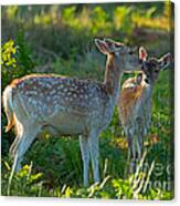 Fallow Deer Doe With Fawn Canvas Print