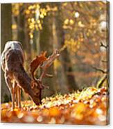 Fallow Deer In Autumn Mood Canvas Print