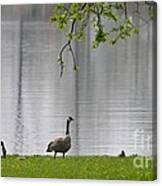 Family Of Geese Canvas Print