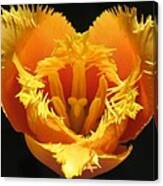 Fancy Frills Tulip Canvas Print