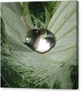 Fancy Leaf Caladium - Diamond In The Rough 01 Canvas Print