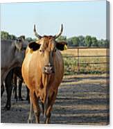 Farm Canvas Print