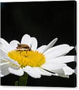 Fat Lightning Bug Feeding On Daisy Pollen Canvas Print