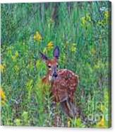Fawn In Golden Rod Canvas Print