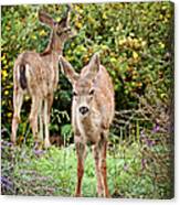 Fawns Eating Flowers Canvas Print