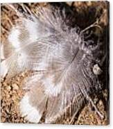 Feathers Canvas Print