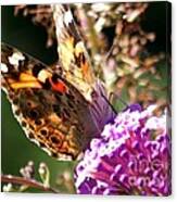 Painted Lady Moth/butterfly Gift Ideas Canvas Print
