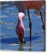 Feeding Flamingo Canvas Print