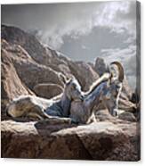 Female And Young Bighorn Sheep Canvas Print