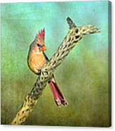 Female Cardinal Canvas Print