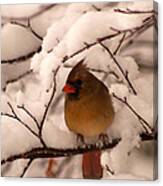 Female Cardinal In Snowy Branches Canvas Print