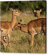 Female Impalas Grooming Canvas Print