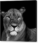 Female Lion Canvas Print