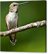 Female Rufous Hummingbird In A Tree Canvas Print