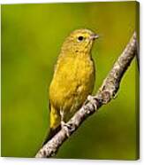 Female Yellow Warbler Canvas Print