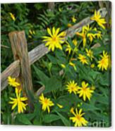 Fence And Flowers Canvas Print