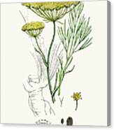 Fennel Plant Scientific Illustration Canvas Print