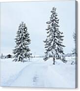 Fer Trees With Track In Snow Landscape Canvas Print