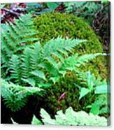 Fern And Moss Canvas Print