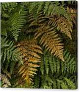 Fern Design Canvas Print