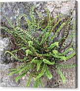 Fern Tendrils Canvas Print