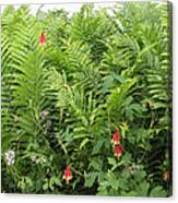 Ferns And Columbines Canvas Print