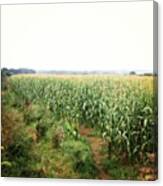 #field #corn #cornwall #green #harvest Canvas Print