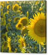 Field Of Happiness Canvas Print