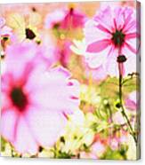 Field Of Lovely Pink Cosmos Canvas Print