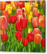 Field Of Red And Yellow Tulips Canvas Print