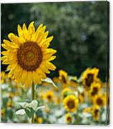 Field Of Sun Canvas Print