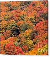 Field Of Trees From Above During Fall Foliage. Canvas Print