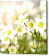 Field Of White Blossoms Canvas Print