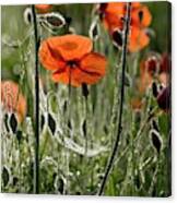 Field Poppy (papaver Rhoeas) Flowers Canvas Print