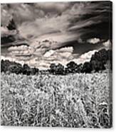 Fields Of Gold And Clouds Canvas Print