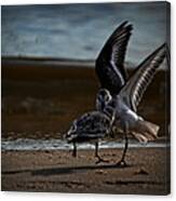 Fighting Sandpipers Canvas Print