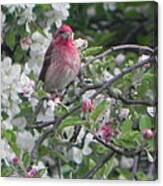 Finch In Apple Tree Canvas Print