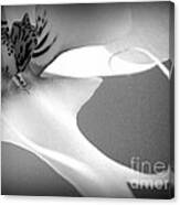 Fine Lines Black And White Canvas Print