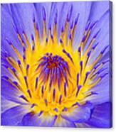 Fire And Water Lily Canvas Print