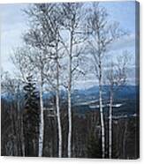 Five Birch Trees Canvas Print