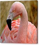 Flamingo Art Canvas Print