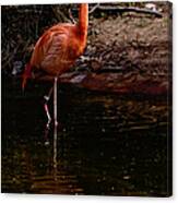 Flamingo At Rest. Canvas Print