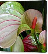 Flamingo Lily. Canvas Print