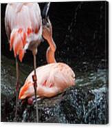 Flamingo Love Canvas Print