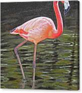 Flamingo On Parade Canvas Print