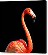 Flamingo Portrait Canvas Print