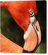 Flamingo Profile Canvas Print